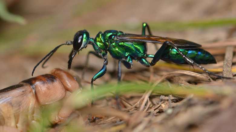 Emerald jewel wasp on top of cockroach.