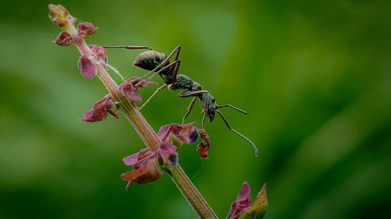 Live carpenter ant climbing down plant stalk.