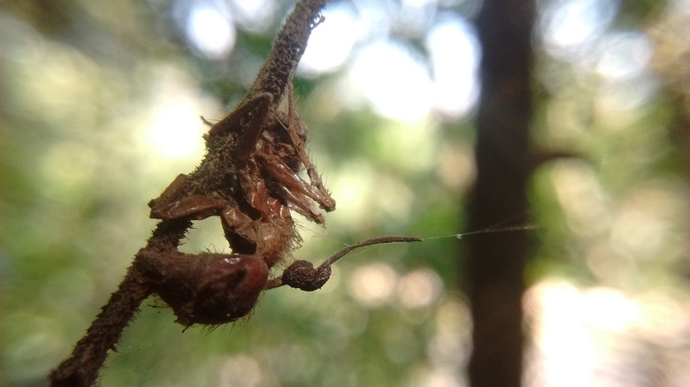 Ant remains clinging to plant stalk with cordyceps fruiting body sprouting out.
