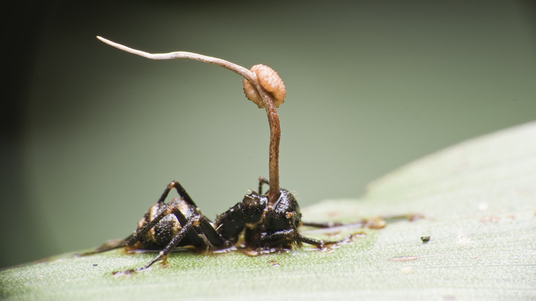 Ant on leaf with single cordyceps fruiting body sprouting from exoskeleton.