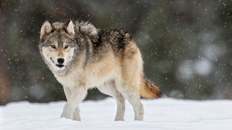 Wolf standing in snow alone, Yellowstone National Park.