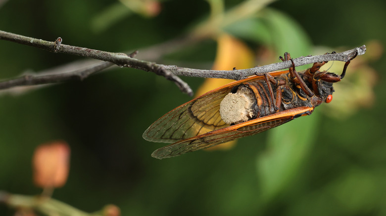 Cicada with Massospora cicadina spores in place of abdomen.