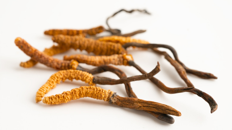 Ophiocordyceps sinensis fungus on white background.