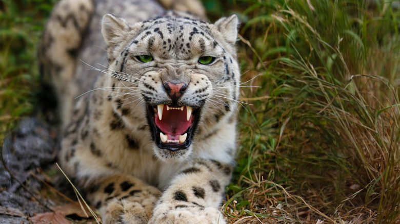 Snow leopard with teeth exposed