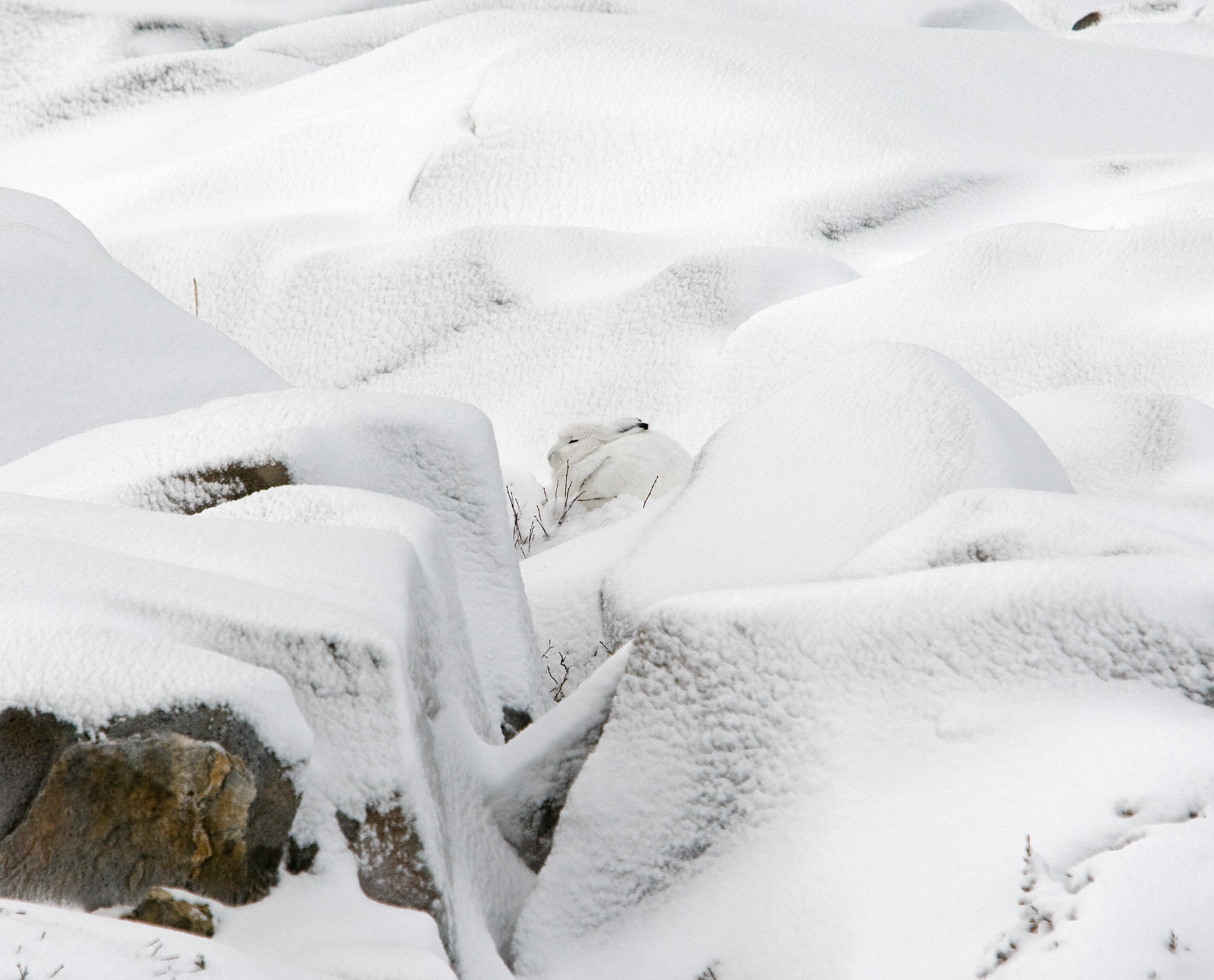 Что спрятано в снегу. Заяц прячется в снегу. Заяц маскировка. Спрятался в снегу. Маскировка зайца беляка.